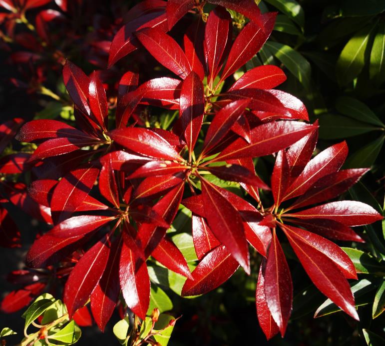 Pieris japonica - Lirio do Vale Japonês, Andrômeda Japonês, Arbusto de Pérolas - Imagem 5