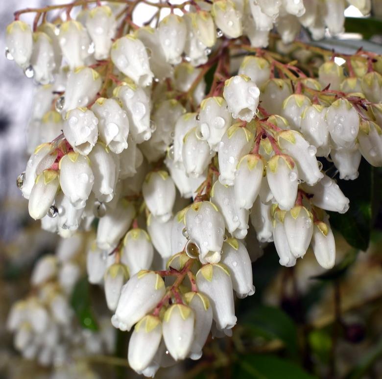 Pieris japonica - Lirio do Vale Japonês, Andrômeda Japonês, Arbusto de Pérolas - Imagem 6