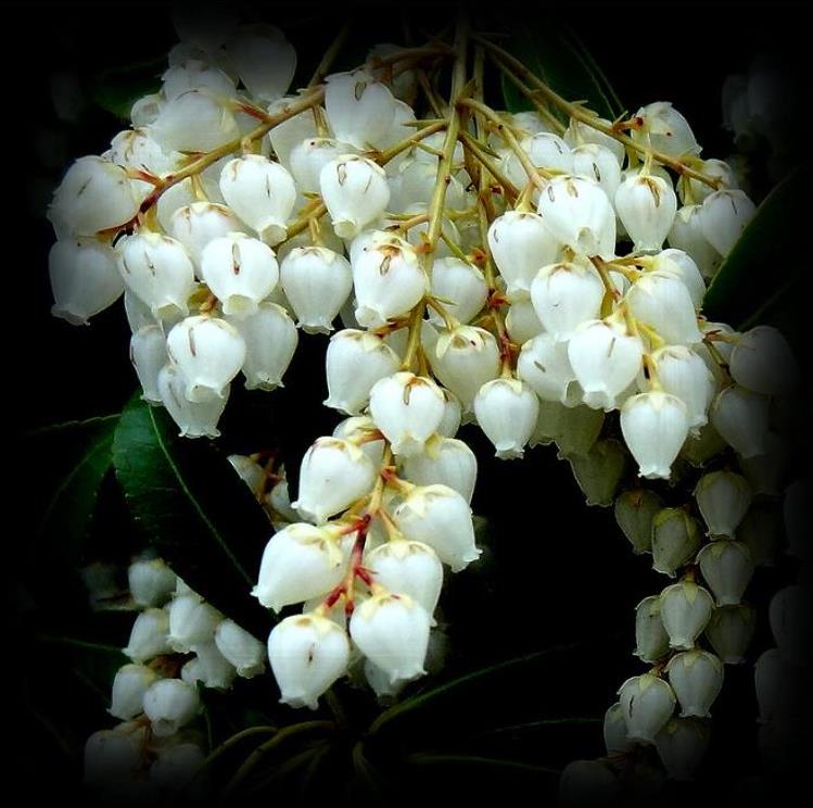 Pieris japonica - Lirio do Vale Japonês, Andrômeda Japonês, Arbusto de Pérolas - Imagem 7