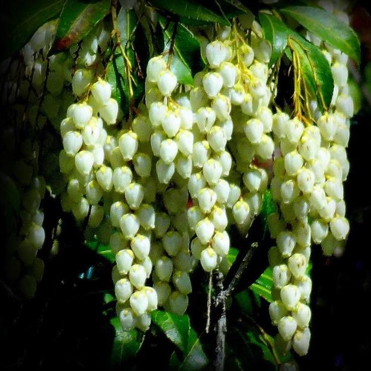 Pieris japonica - Lirio do Vale Japonês, Andrômeda Japonês, Arbusto de Pérolas - Imagem 8
