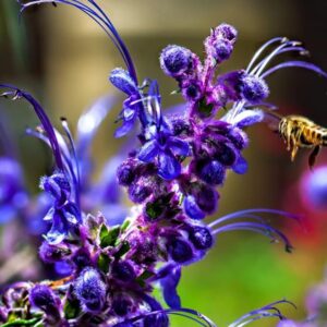 Trichostema lanatum - Alecrim da Califórnia, Alecrim Selvagem Americano, Woolly Blue-Curls