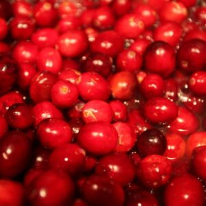Vaccinium macrocarpon - Cereja Oxicoco, Oxycocus, American Cranberry Oxycoccus