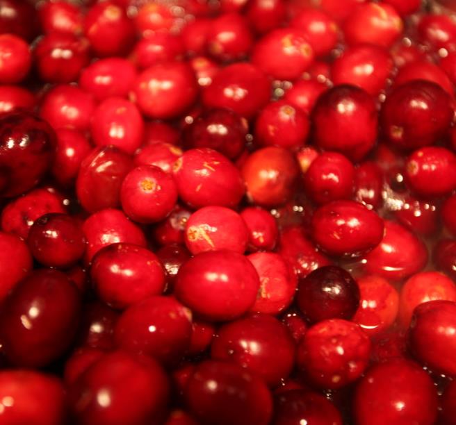 Vaccinium macrocarpon - Cereja Oxicoco, Oxycocus, American Cranberry Oxycoccus