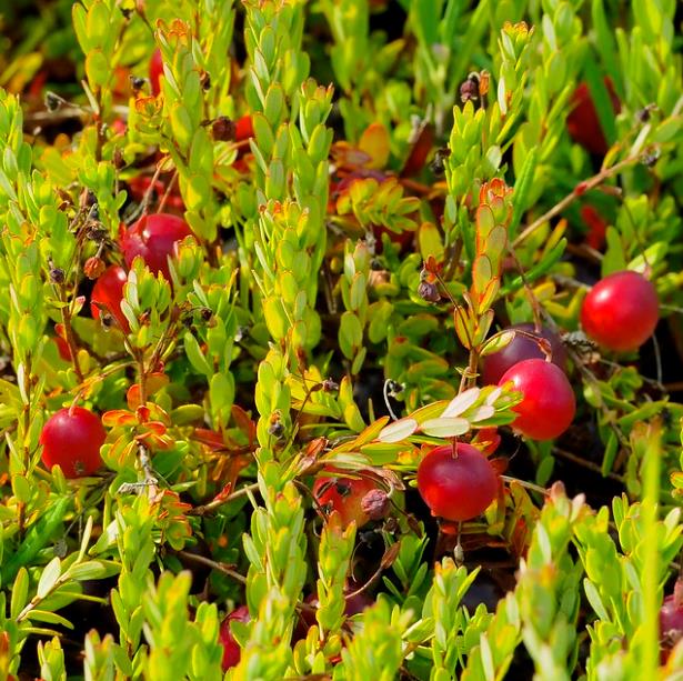 Vaccinium macrocarpon - Cereja Oxicoco, Oxycocus, American Cranberry Oxycoccus - Imagem 8