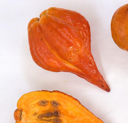 Vasconcellea weberbaueri (Carica weberhaueri hams) - Mamão Mausha - Imagem 2