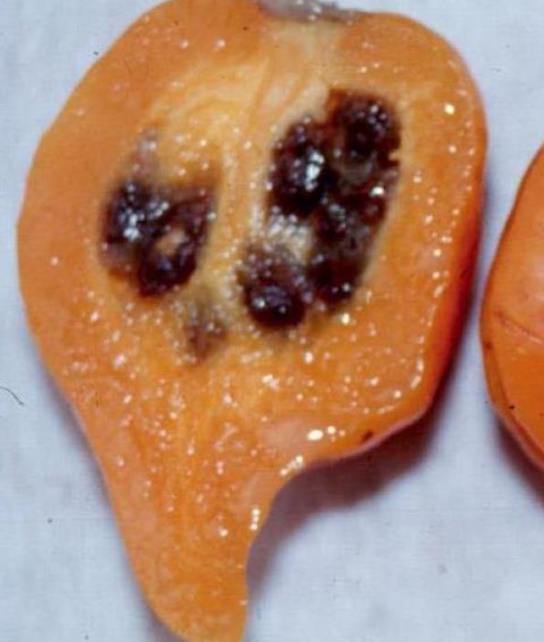 Vasconcellea weberbaueri (Carica weberhaueri hams) - Mamão Mausha - Imagem 3