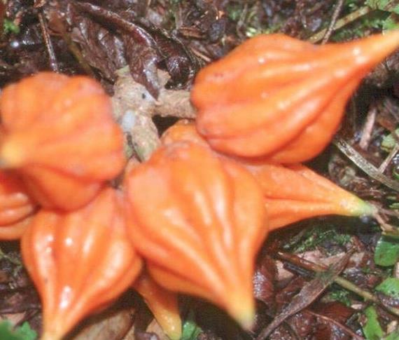 Vasconcellea weberbaueri (Carica weberhaueri hams) - Mamão Mausha - Imagem 4