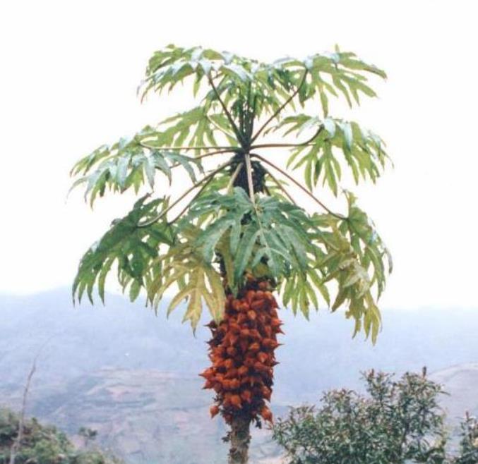 Vasconcellea weberbaueri (Carica weberhaueri hams) - Mamão Mausha - Imagem 5