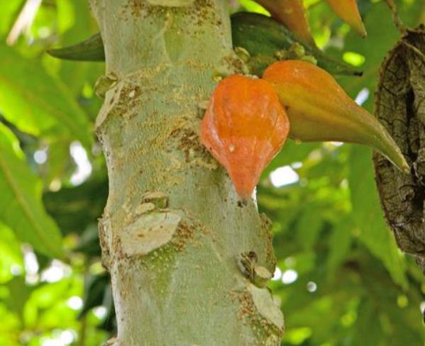 Vasconcellea weberbaueri (Carica weberhaueri hams) - Mamão Mausha - Imagem 7