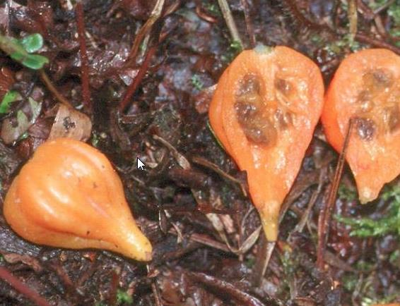 Vasconcellea weberbaueri (Carica weberhaueri hams) - Mamão Mausha - Imagem 9