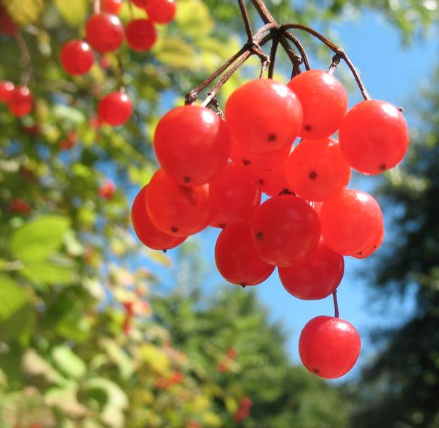 Viburnum trilobum - Cereja americana, Cranberry, Cramberry - Imagem 2