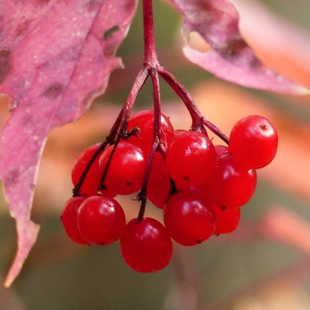 Viburnum trilobum - Cereja americana, Cranberry, Cramberry - Imagem 3