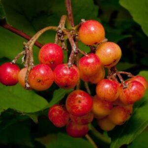 Viburnum trilobum - Cereja americana, Cranberry, Cramberry