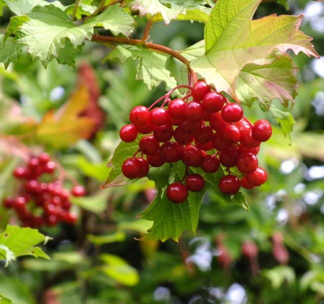 Viburnum trilobum - Cereja americana, Cranberry, Cramberry - Imagem 4