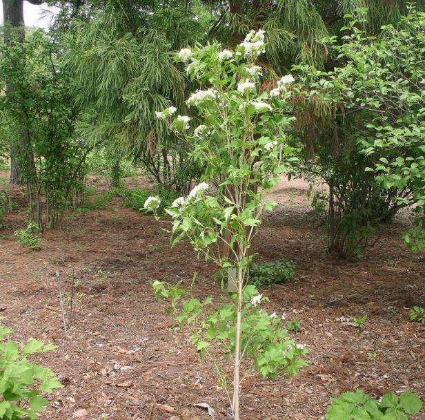 Viburnum trilobum - Cereja americana, Cranberry, Cramberry - Imagem 5