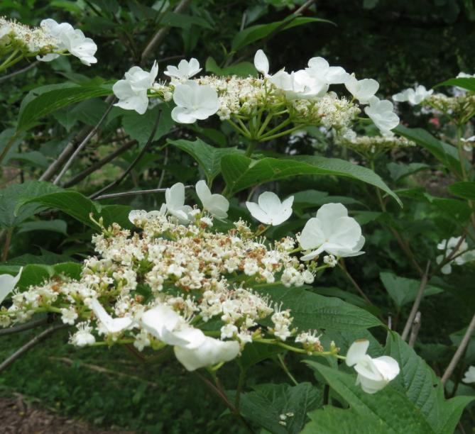 Viburnum trilobum - Cereja americana, Cranberry, Cramberry - Imagem 6