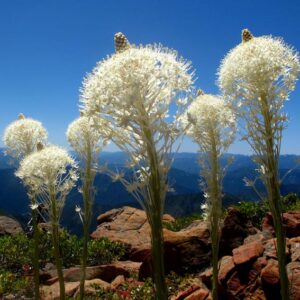 Xerophyllum tenax - Lírio relva, Relva aromática, Grama de urso