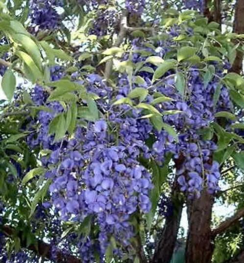 Bolusanthus speciosus - Wisteria Africana, Árvore Glicínia da Rodésia, Árvore Madeira Elefante - Imagem 2