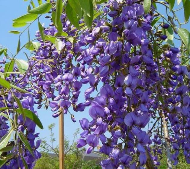 Bolusanthus speciosus - Wisteria Africana, Árvore Glicínia da Rodésia, Árvore Madeira Elefante - Imagem 3