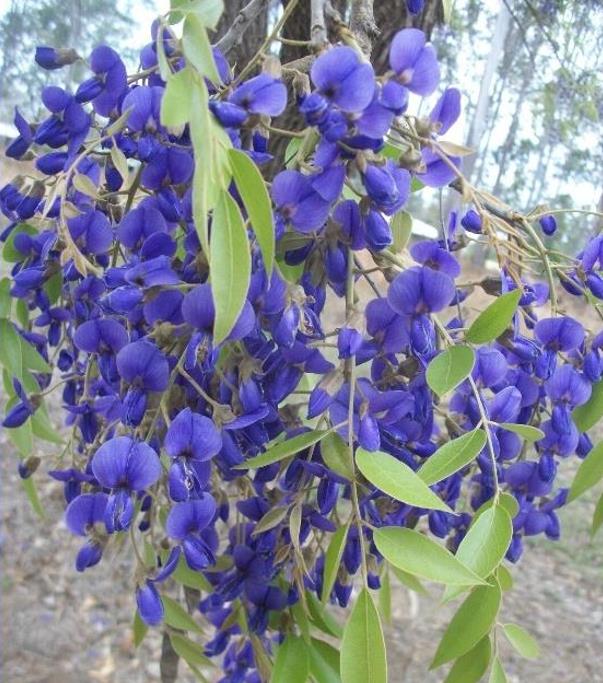 Bolusanthus speciosus - Wisteria Africana, Árvore Glicínia da Rodésia, Árvore Madeira Elefante - Imagem 4
