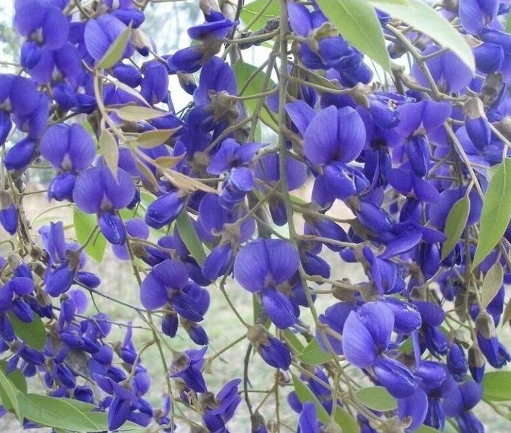 Bolusanthus speciosus - Wisteria Africana, Árvore Glicínia da Rodésia, Árvore Madeira Elefante - Imagem 5