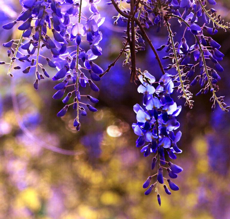 Bolusanthus speciosus - Wisteria Africana, Árvore Glicínia da Rodésia, Árvore Madeira Elefante - Imagem 6