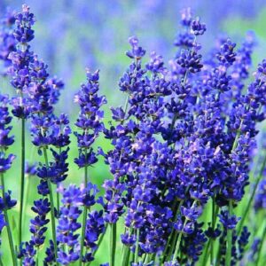 Lavandula angustifolia Hidcote blue - Lavanda Inglesa Azul, Alfazema Azul, Lavanda Azul