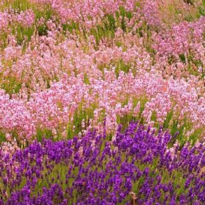 Lavandula angustifolia Rosea - Lavanda floração rosa, Alfazema rosa, Lavanda Inglesa rosa,, Lavanda pink