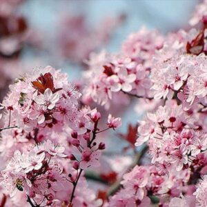 Prunus Cerasifera 'Red Cherry' - Cerejeira, Cereja-ameixa, Cherry Plum