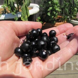 Solanum burbankii - Cereja Maravilha, Cereja do Sol, Wonderberry, Sunberry