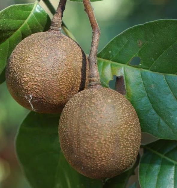 Chukrasia tabularis - Cedro Branco, Mogno Indiano, Sequoia Indiana, Amêndoa da Birmânia - Imagem 2