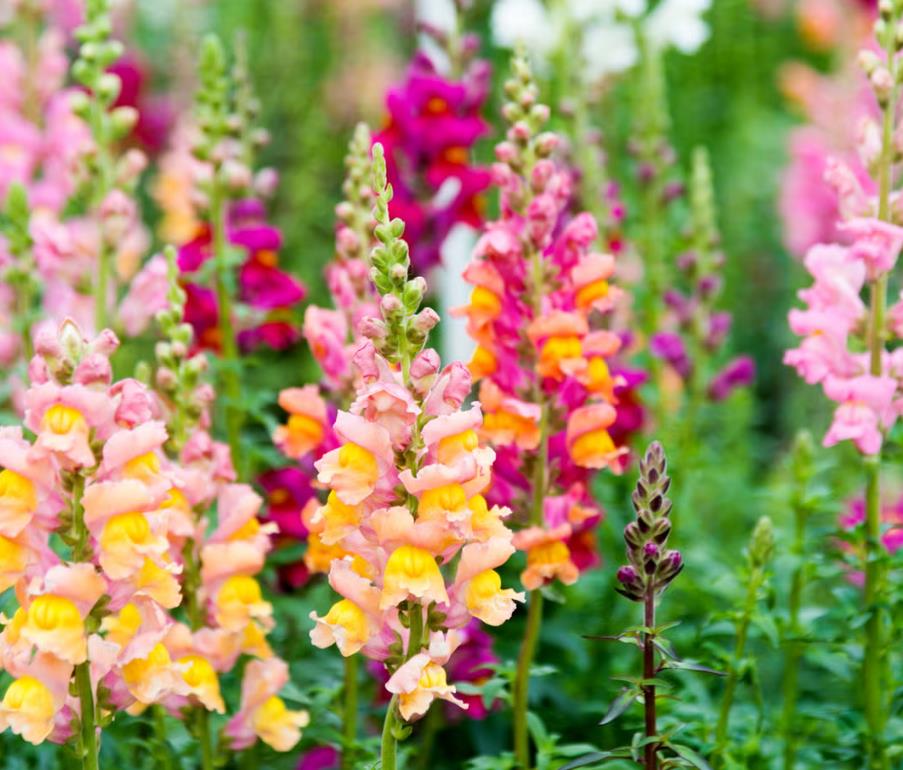 Linaria maroccana ‘Northern Light’ Mix - Aurora Boreal, Linaria Marroquina ‘Northern Light’