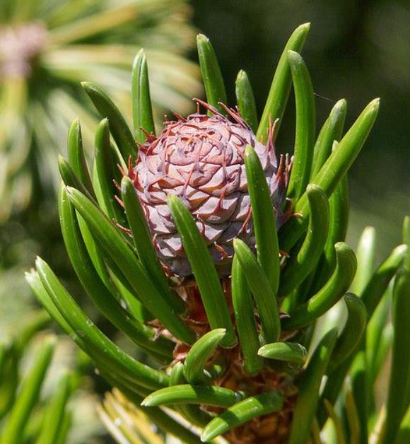 Pinus aristata - Pinus Bristlecone - Imagem 2