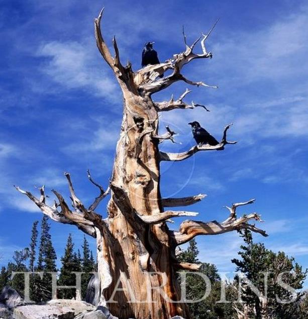 Pinus aristata - Pinus Bristlecone - Imagem 5
