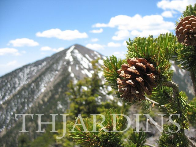 Pinus aristata - Pinus Bristlecone - Imagem 7