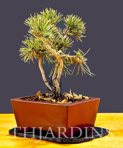 Pinus aristata - Pinus Bristlecone - Imagem 8