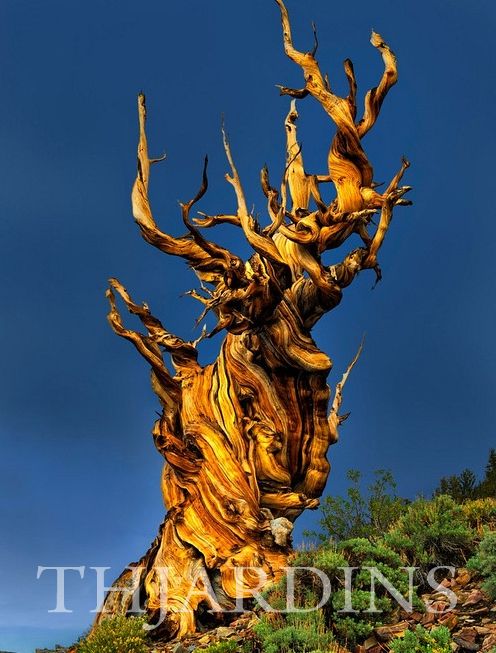 Pinus aristata - Pinus Bristlecone - Imagem 9