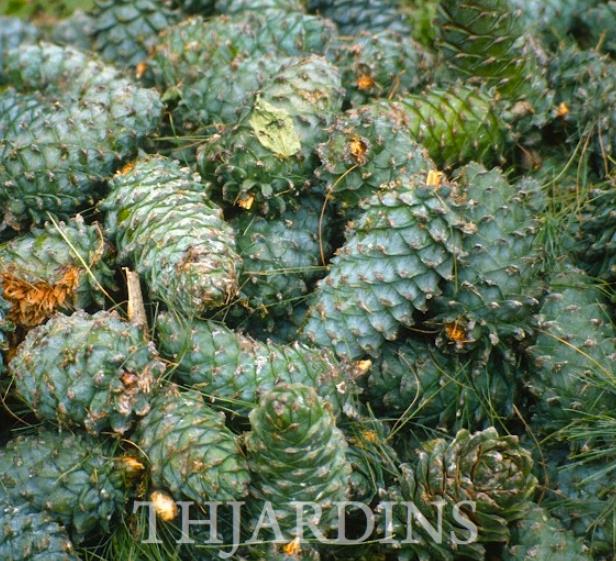 Pinus armandii - Davids Pine, Pinheiro Branco Chinês, Hua Shan Song (Chinês) - Imagem 2