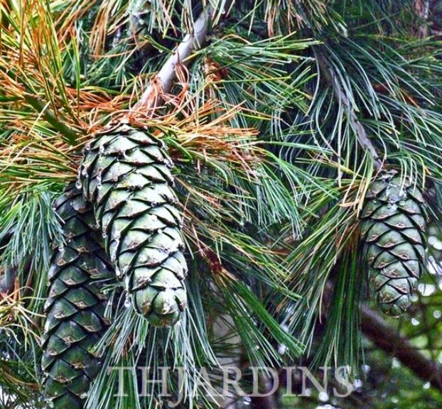Pinus armandii - Davids Pine, Pinheiro Branco Chinês, Hua Shan Song (Chinês) - Imagem 3