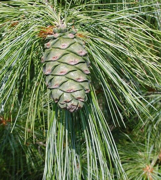 Pinus armandii - Davids Pine, Pinheiro Branco Chinês, Hua Shan Song (Chinês) - Imagem 4