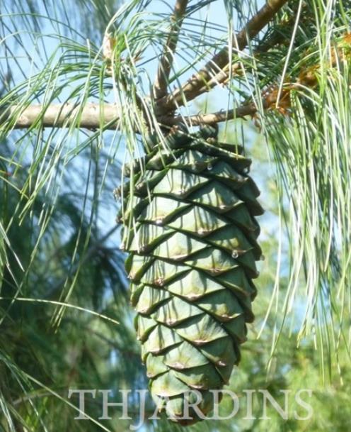 Pinus armandii - Davids Pine, Pinheiro Branco Chinês, Hua Shan Song (Chinês) - Imagem 5