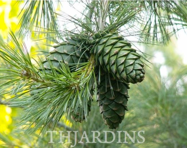 Pinus armandii - Davids Pine, Pinheiro Branco Chinês, Hua Shan Song (Chinês) - Imagem 6