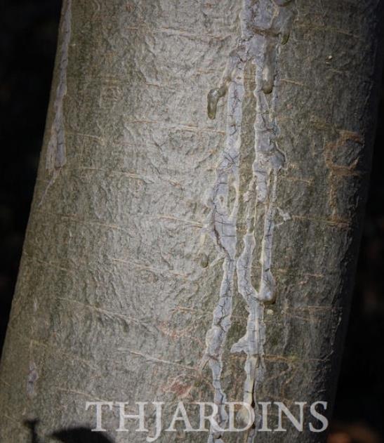 Pinus armandii - Davids Pine, Pinheiro Branco Chinês, Hua Shan Song (Chinês) - Imagem 7