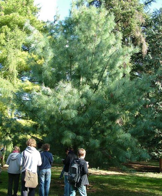 Pinus armandii - Davids Pine, Pinheiro Branco Chinês, Hua Shan Song (Chinês) - Imagem 8