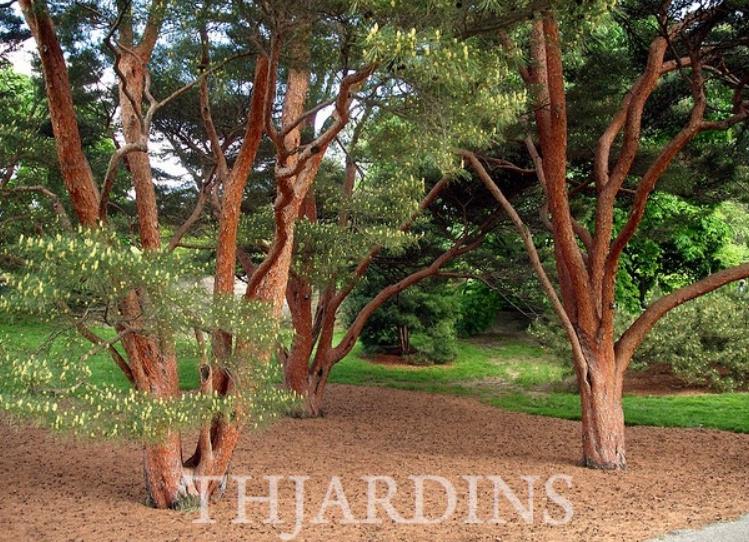 Pinus densiflora - Pinheiro japonês vermelho, Japanese red pine, Akamatsu - Imagem 3