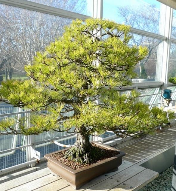Pinus densiflora - Pinheiro japonês vermelho, Japanese red pine, Akamatsu - Imagem 4