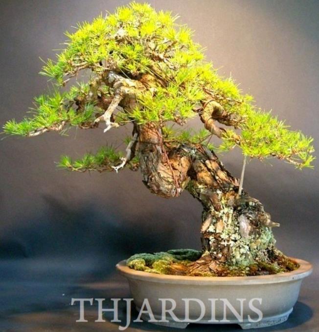 Pinus densiflora - Pinheiro japonês vermelho, Japanese red pine, Akamatsu - Imagem 5