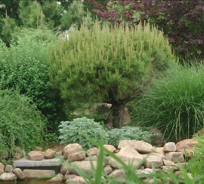 Pinus densiflora - Pinheiro japonês vermelho, Japanese red pine, Akamatsu - Imagem 9