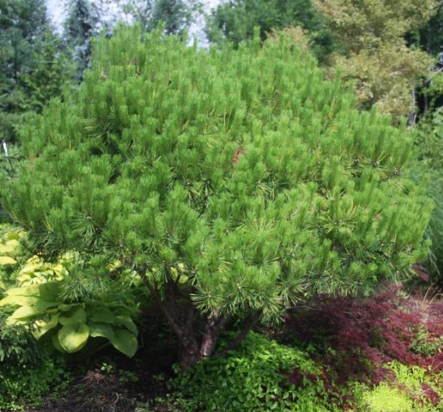 Pinus densiflora - Pinheiro japonês vermelho, Japanese red pine, Akamatsu - Imagem 10
