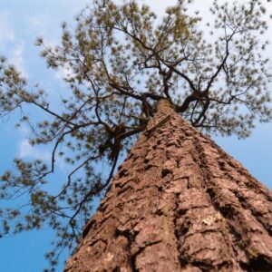 Pinus kesiya (Pinus insularis) - Pinheiro de Khasia, Khasi pine, Benguet pine
